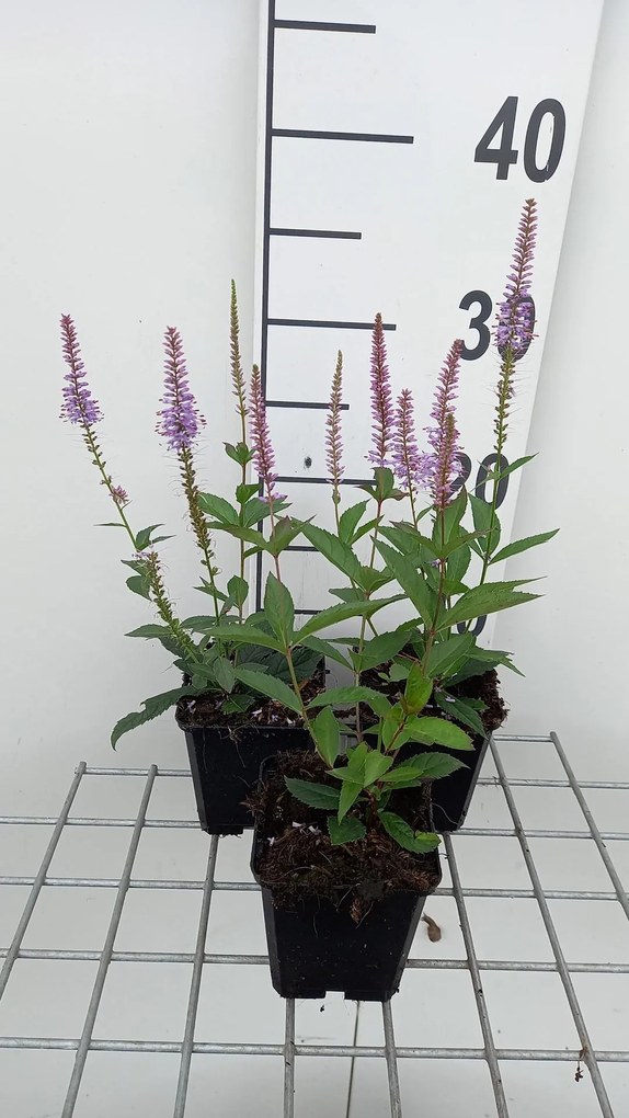 Veronicastrum virginicum 'Fascination' - pot 9x9 cm -