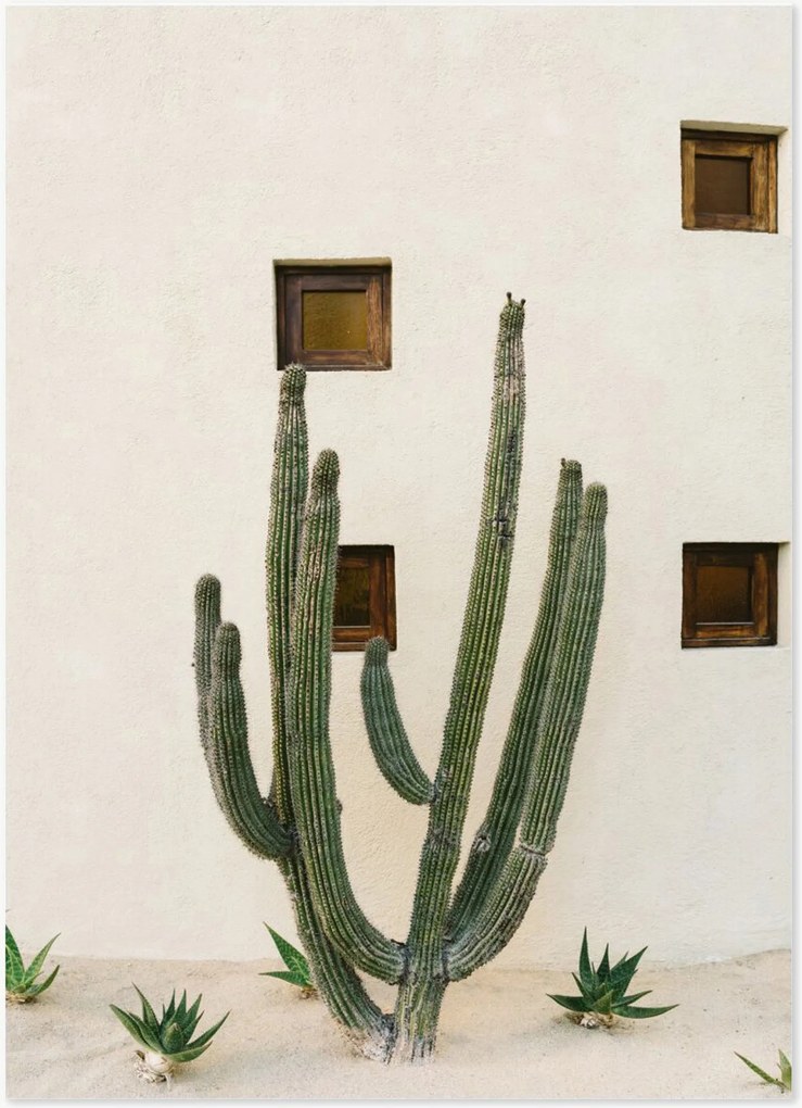 Poster Cabo Cactus IX