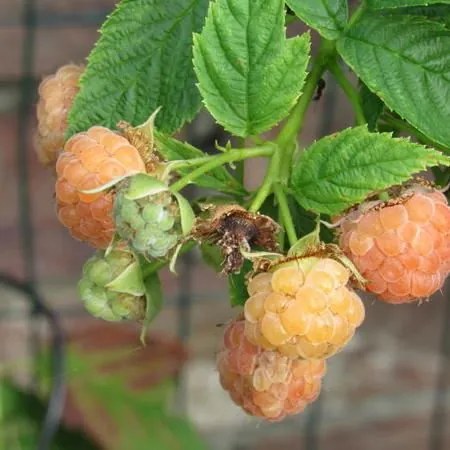 Rubus idaeus 'Golden Everest' - pot - struik -