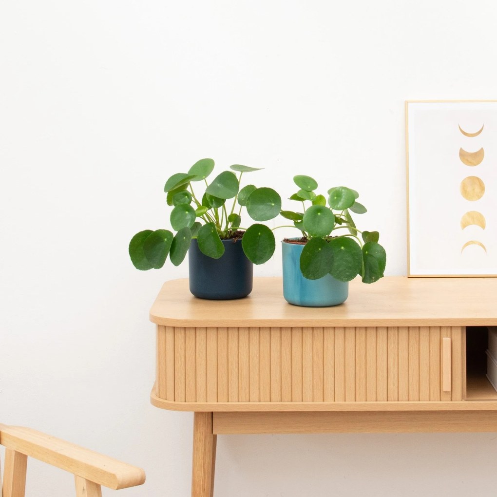 2 x Pilea Peperomioides (Pannenkoekenplant) - 20 cm