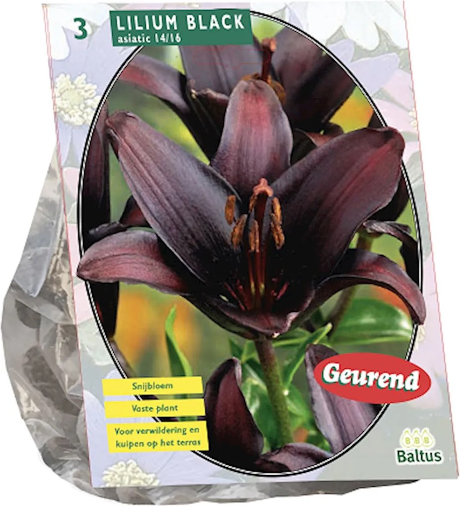 Lelie Bloembollen Lilium - Diverse kleuren - Zomerbloeier - Majestueus