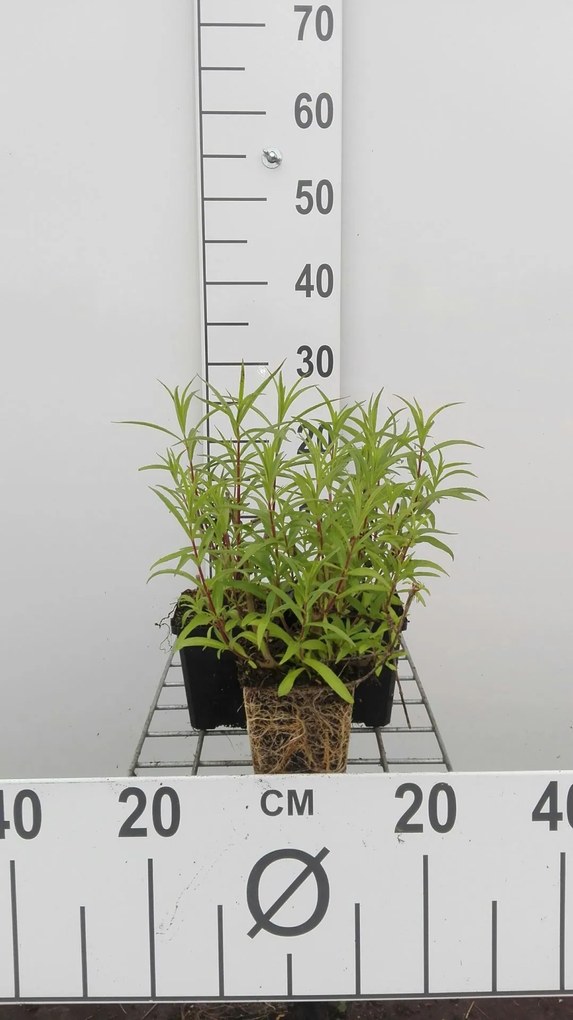 Penstemon 'Andenken an F. Hahn' - pot 9x9 cm