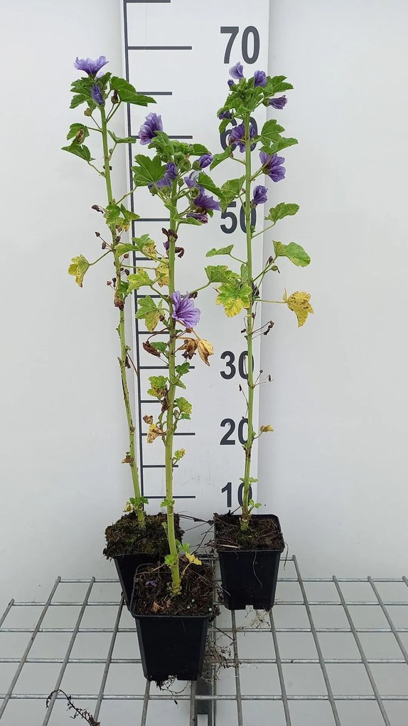 Malva sylvestris 'Dema' (Marina) - pot 9x9 cm -