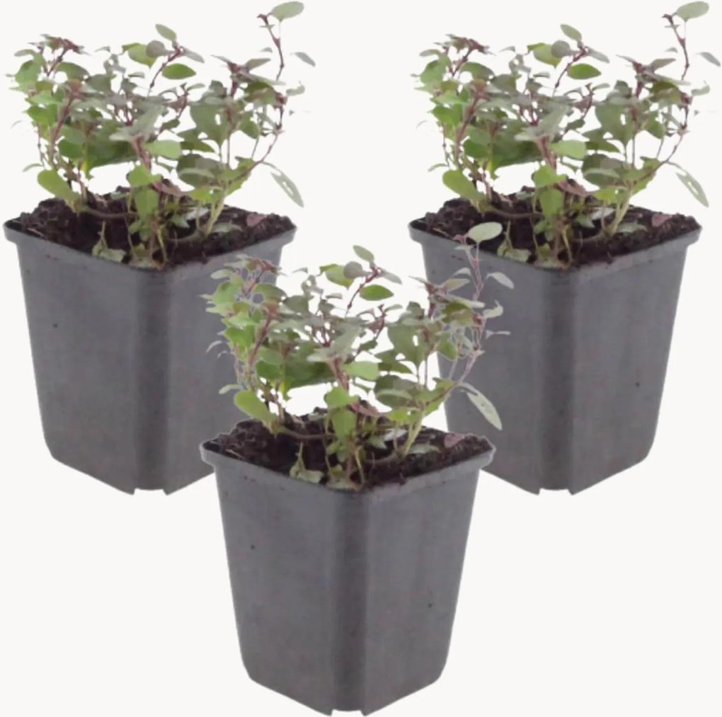 Planten Oregano Origanum laevigatum Herrenhausen, 3-delig