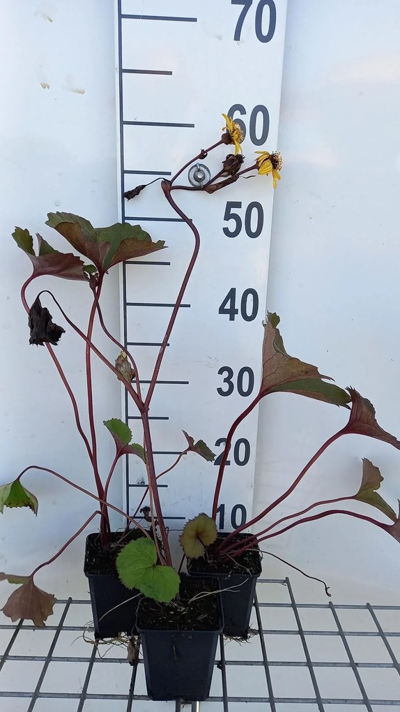 Ligularia dentata 'Desdemona' - pot 9x9 cm -