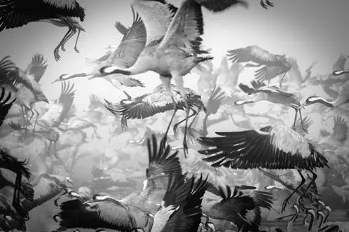 Bird Migration - S - 100 x 80 cm