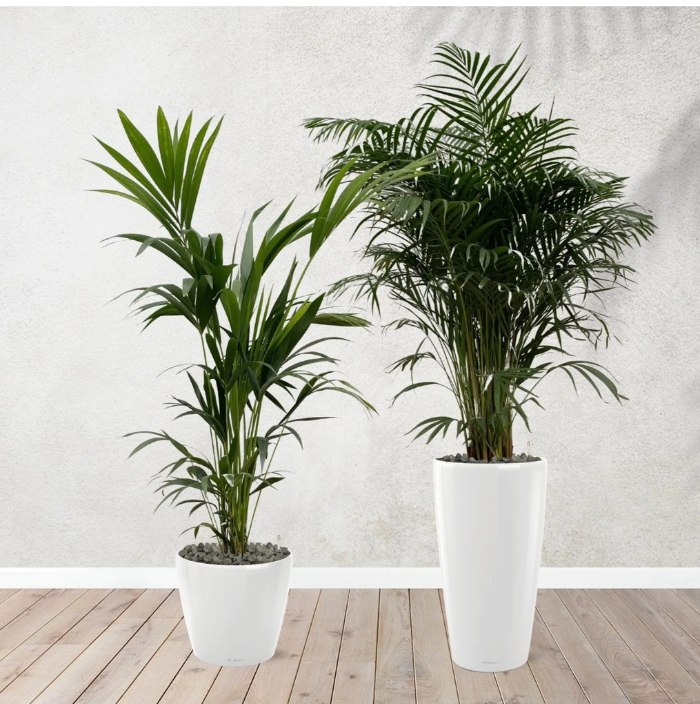 Combi deal - Areca palm 170 cm - Kentia palm 170 cm inclusief zelfwaterende potten