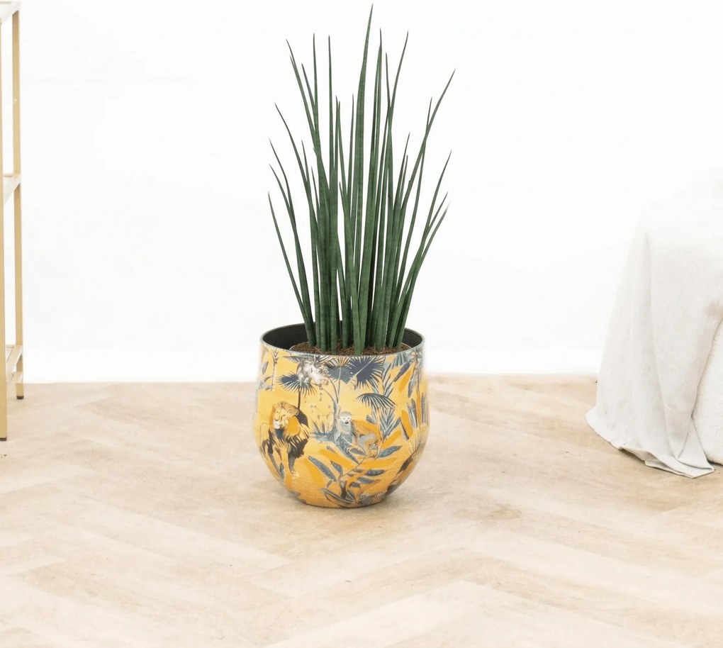 Sansevieria Mikado - 80 cm