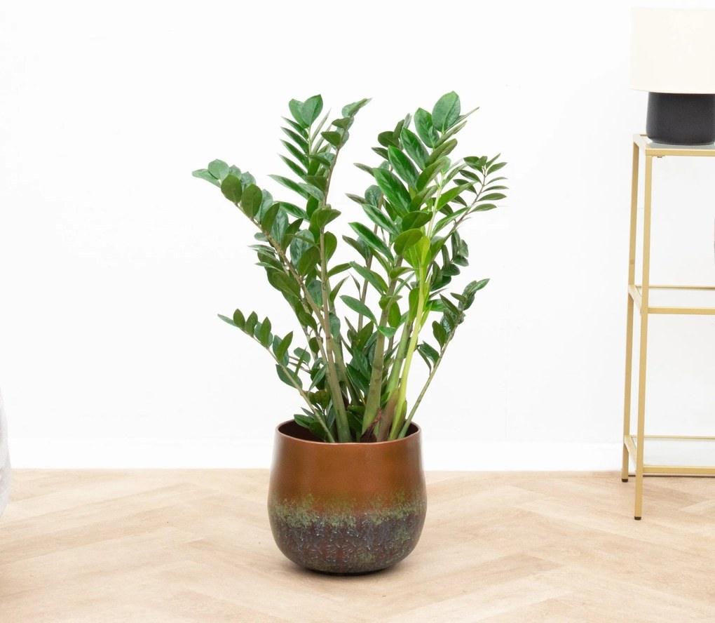 Zamioculcas - 90cm