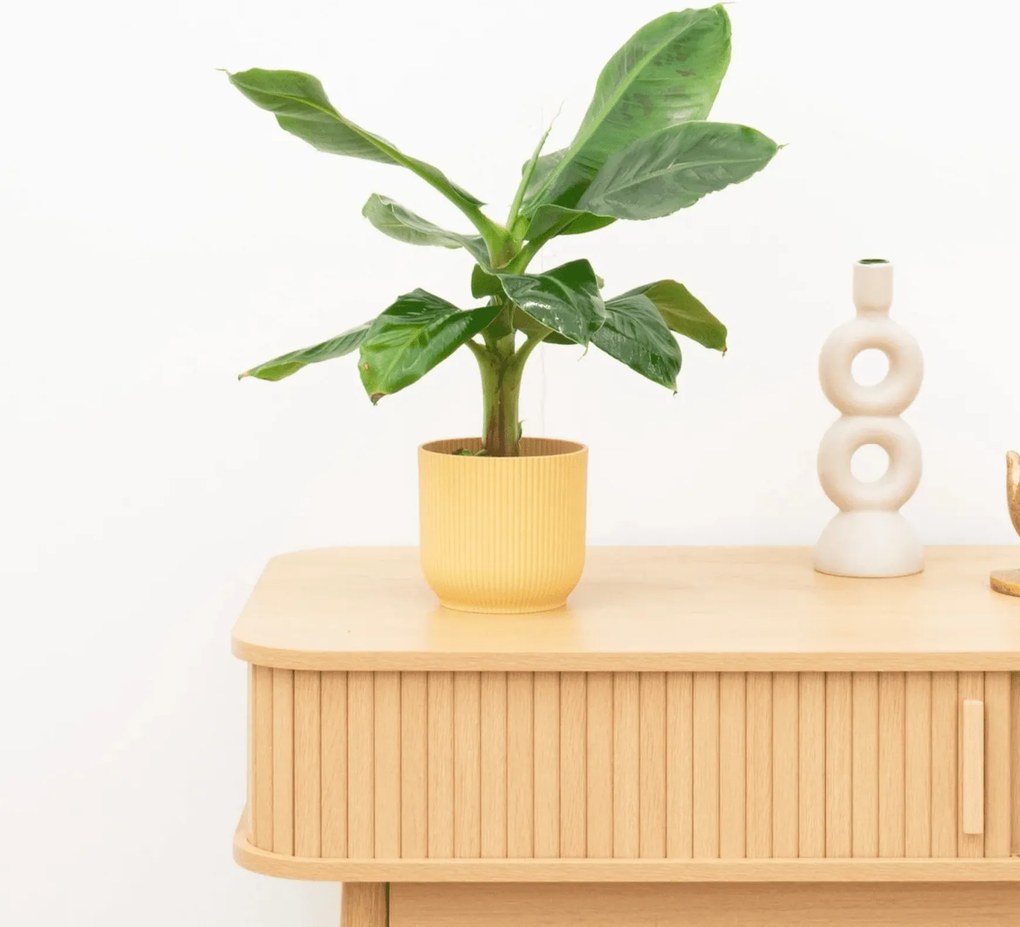 Bananenplant (Musa) - 35 cm
