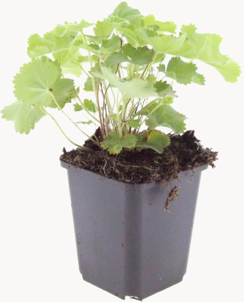 Planten Lady's Mantle Alchemilla Mollis, 12-delig