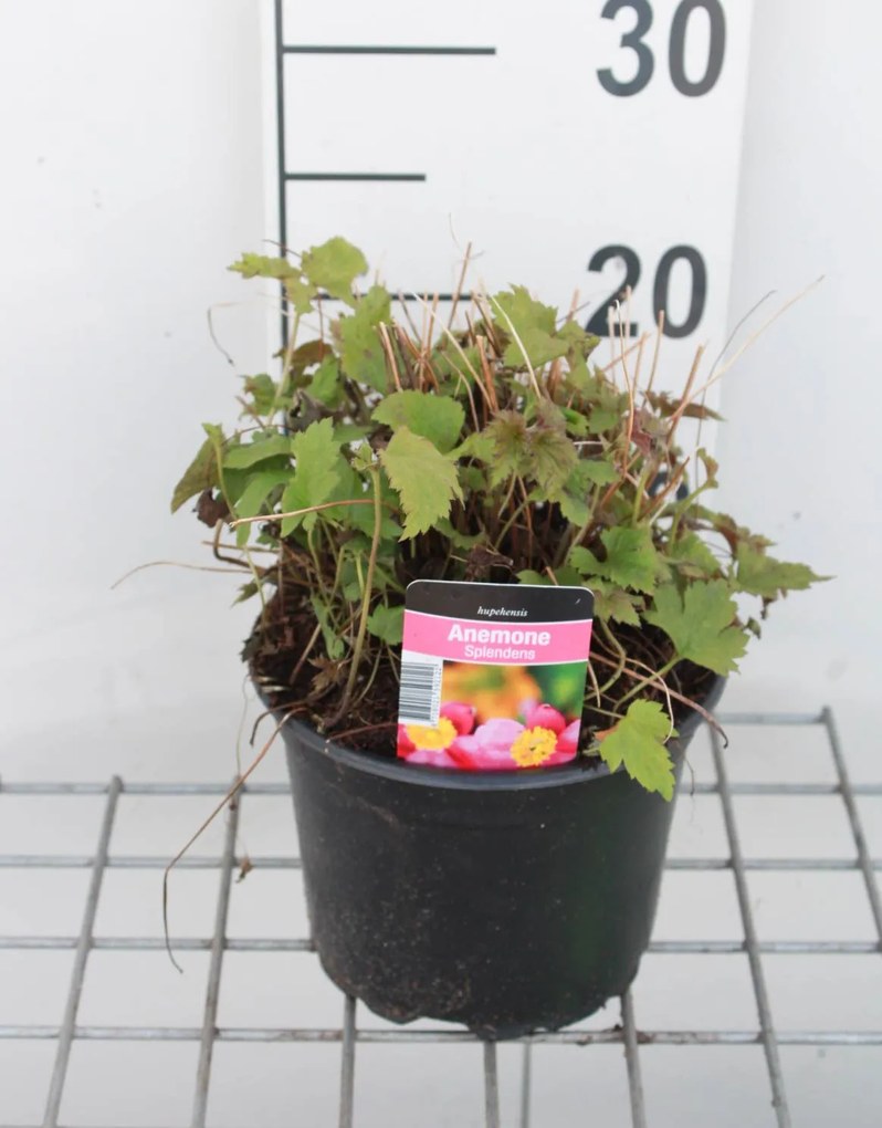 Anemone hupehensis 'Splendens' - pot 2L -