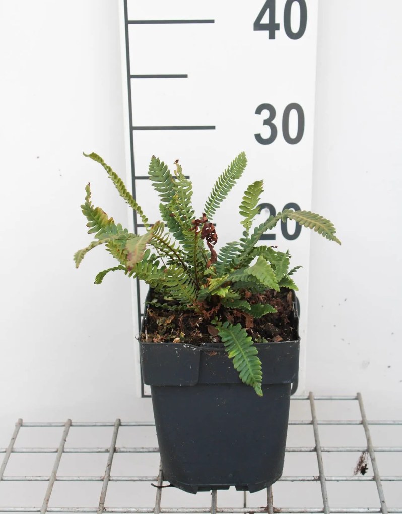 Blechnum spicant - pot 2L