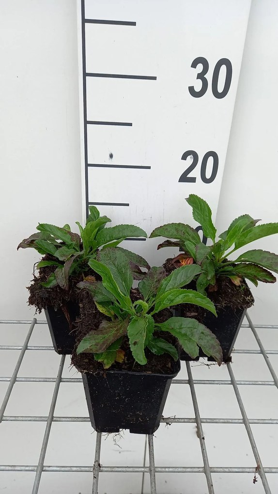 Veronica longifolia 'Blauriesin' - pot 9x9 cm -