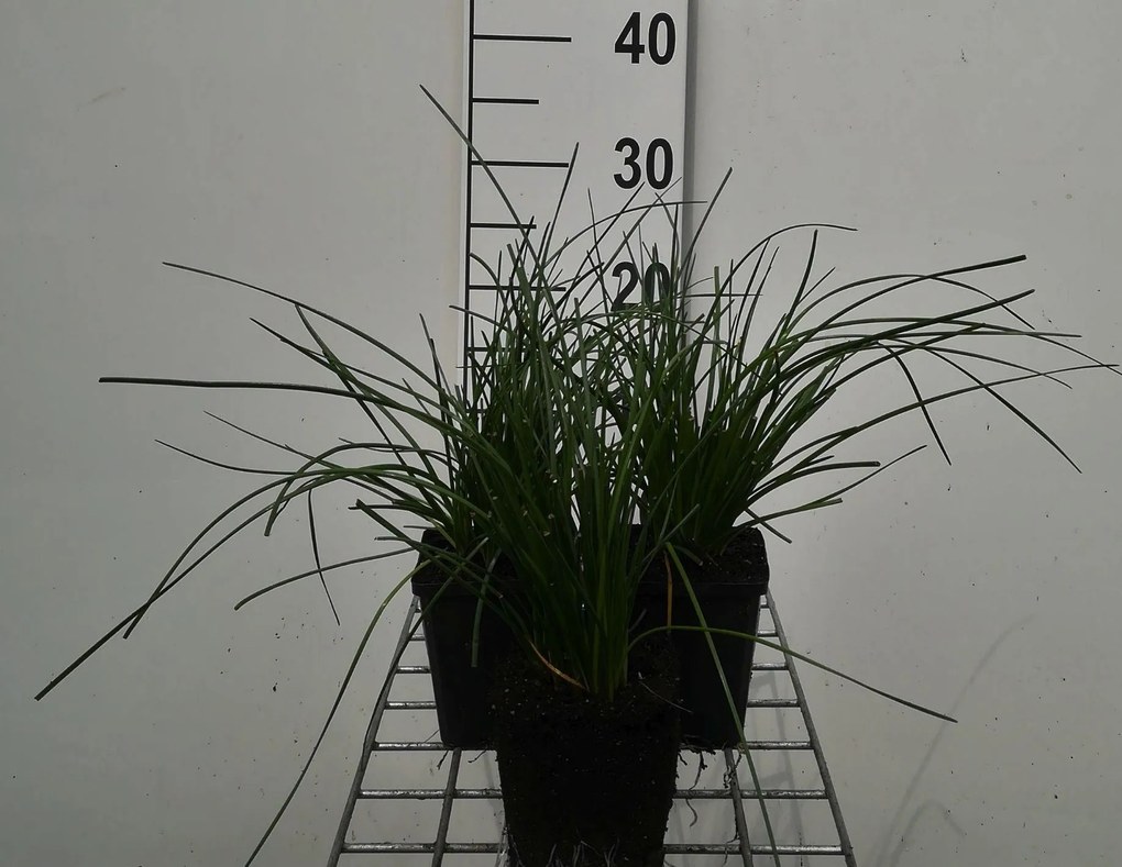 Zephyranthes candida - pot 9x9 cm