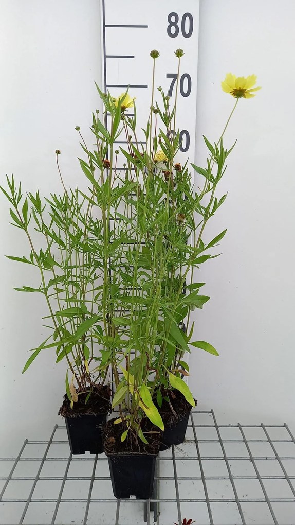 Coreopsis 'Full Moon' - pot 9x9 cm