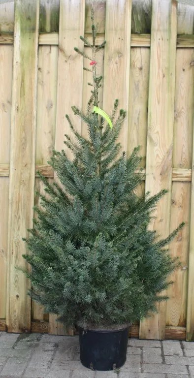 Kerstboom Warentuin Picea Omorika 125 - 150 cm Warentuin Natuurlijk