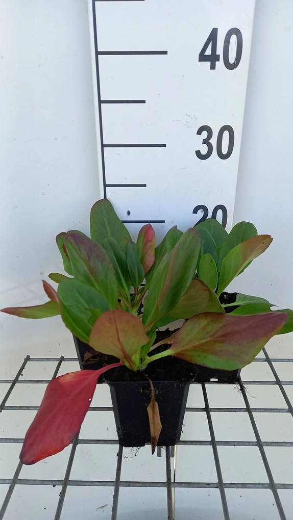 Bergenia 'Wintermärchen' - pot 9x9 cm