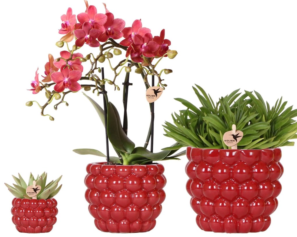Combi deal - Orchidee Congo + Succulenten inclusief Berry sierpotten