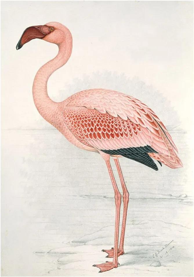 IXXI Flamingo Finch wanddecoratie