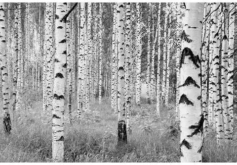 KOMAR vliesbehang »Woods«, 368x248 cm