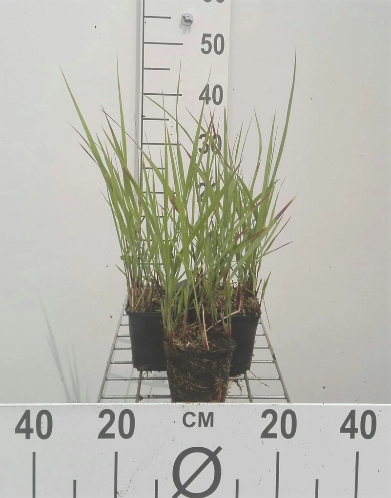Panicum virgatum 'Rotstrahlbusch' - pot 9x9 cm -