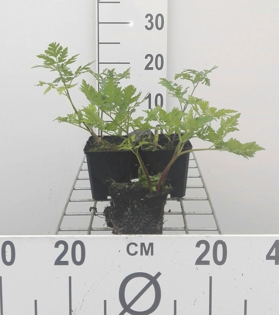 Myrrhis odorata - pot 9x9 cm (Roomse Kervel / 'Doorlevende Kervel') -