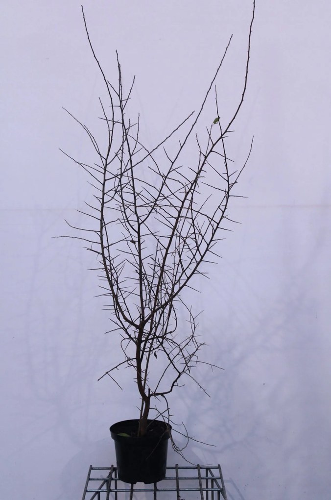 Prunus spinosa - pot 4L - 100-125 cm