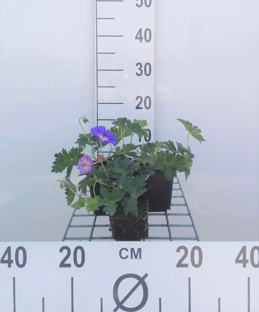 Geranium 'Gerwat' (Rozanne) - pot 9x9 cm -