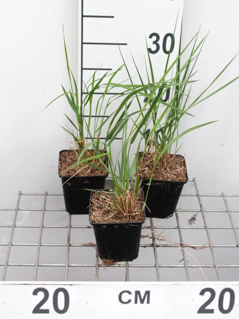Calamagrostis x acutiflora'Karl Foerster'- pot 9x9 cm -