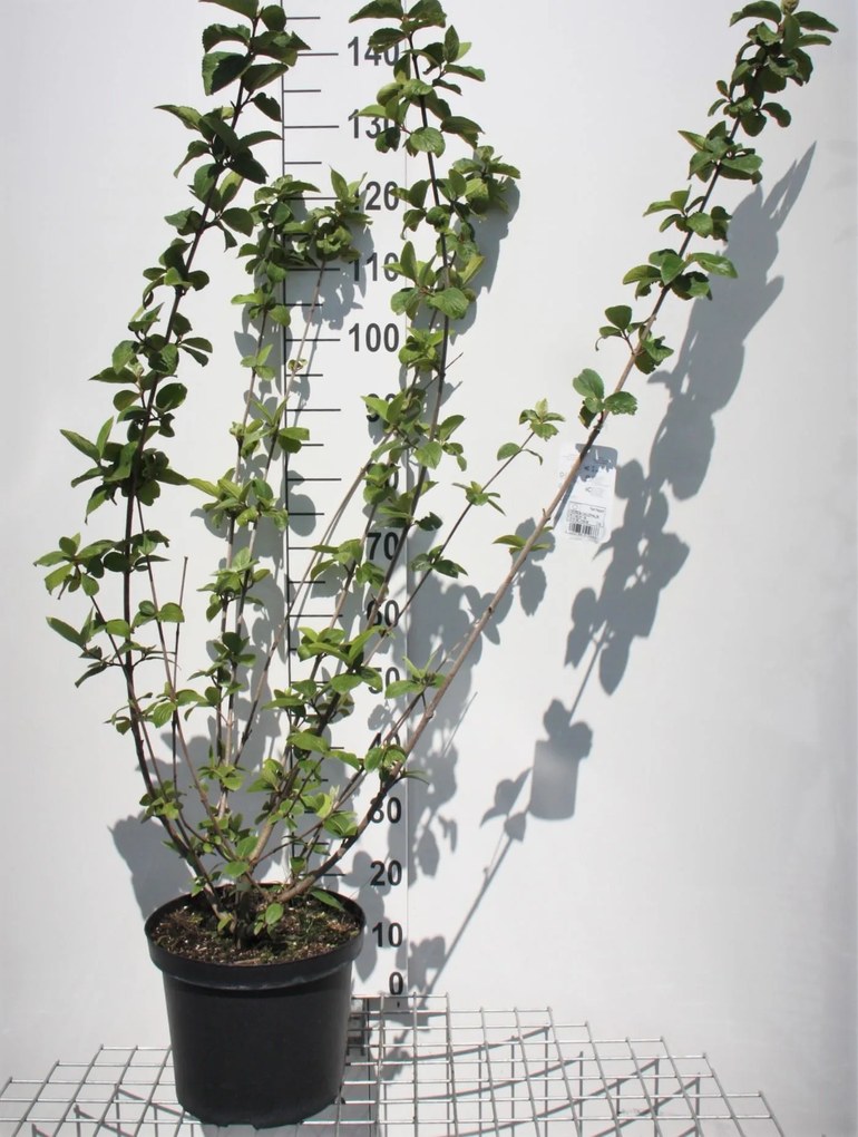 Viburnum x carlcephalum - pot 12L - 80-100 cm