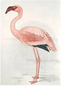 Greater Flamingo Wandsysteem 100 x 140 cm