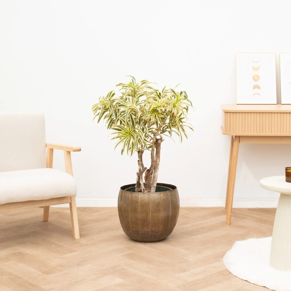 Dracaena Song of India vertakt - 120 cm