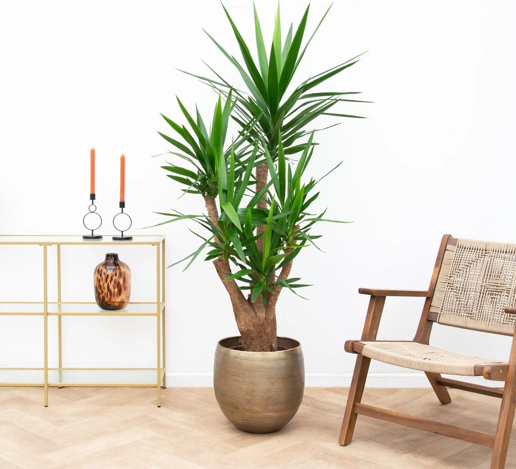 Yucca Elephantipes  - 130cm