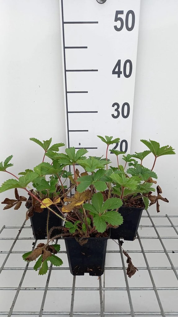 Potentilla nepalensis 'Miss Willmott' - pot 9x9 cm -