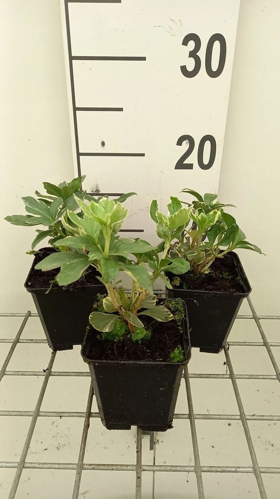 Pachysandra terminalis 'Variegata' - pot 9x9 cm -