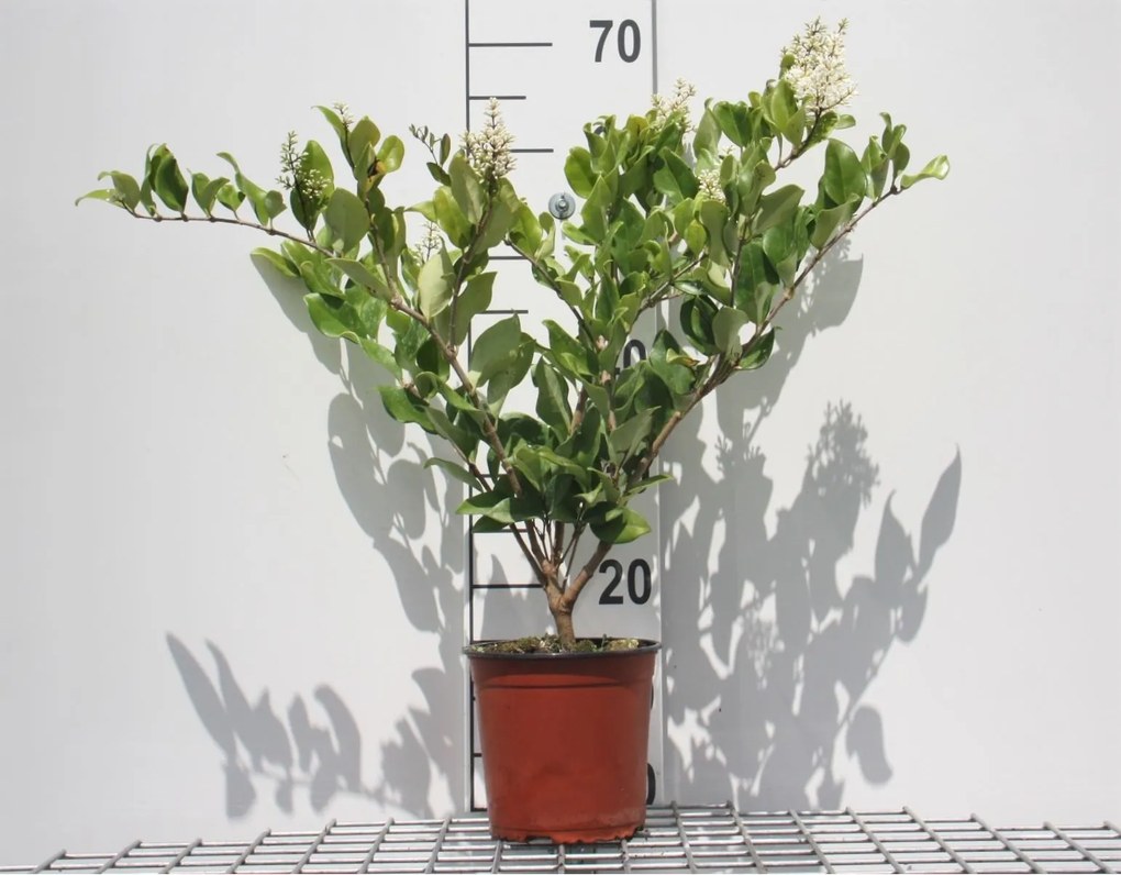 Ligustrum japonicum 'Texanum' - pot - 30-40 cm