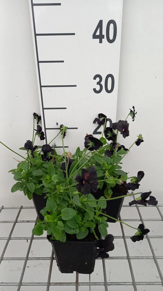 Viola 'Molly Sanderson' - pot 9x9 cm -