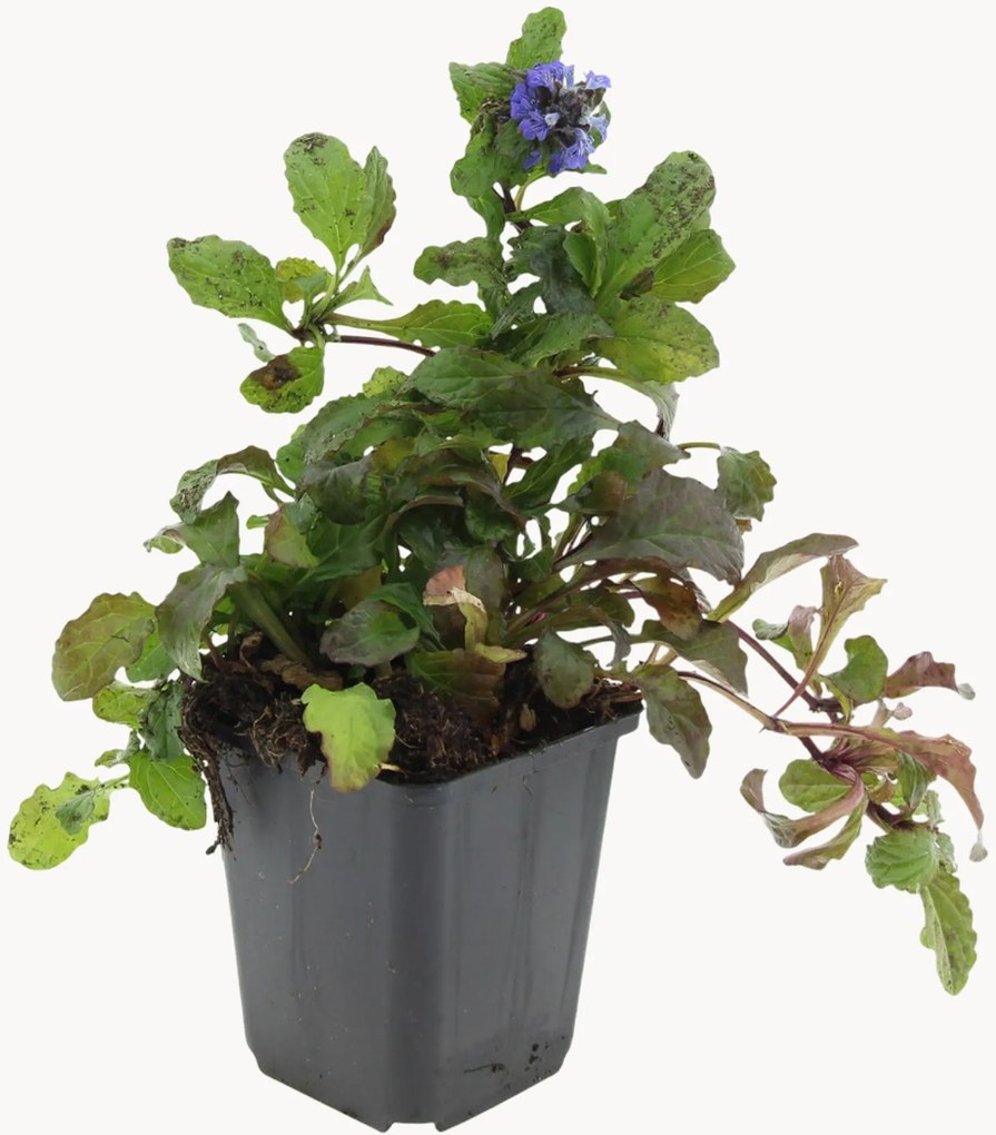 Planten Kruidige Bugle Ajuga Reptans, 12-delig