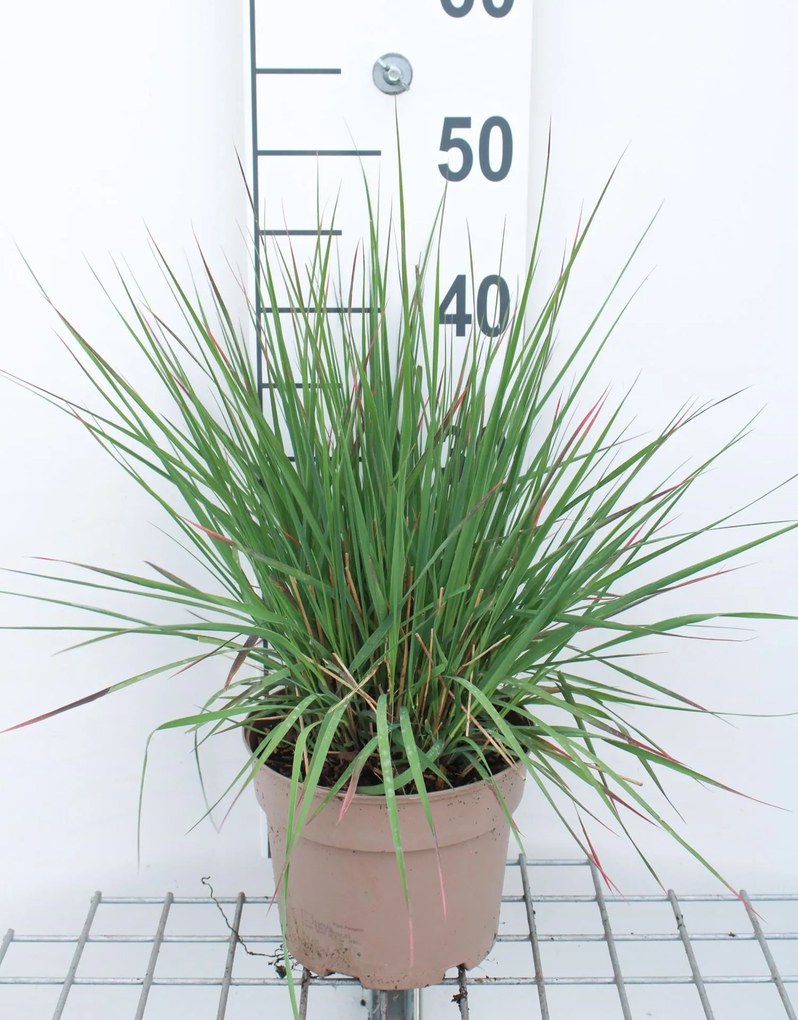 Molinia caerulea 'Edith Dudszus' - pot 3L