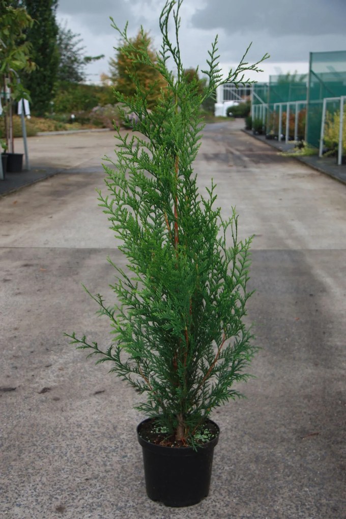 Thuja plicata 'Atrovirens' - pot - 100-125 cm