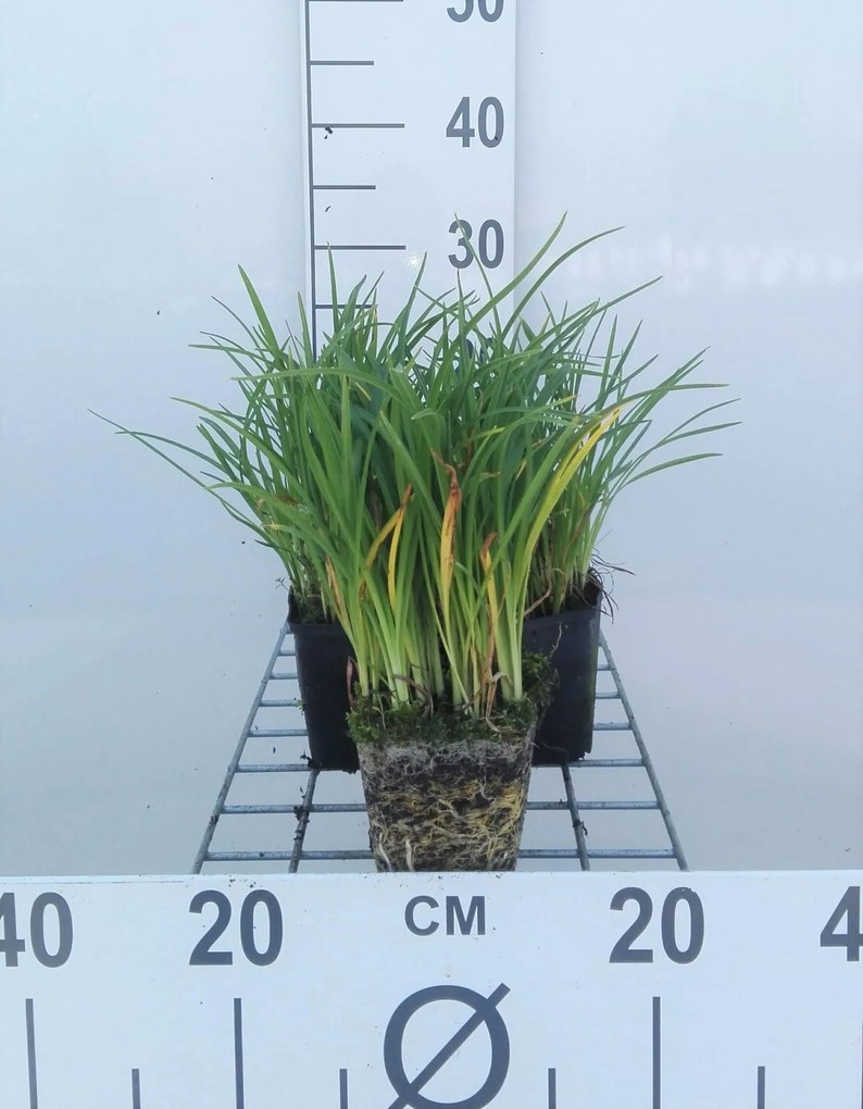 Hemerocallis 'Mini Stella' - pot 9x9 cm