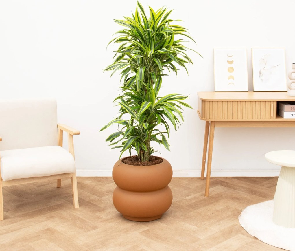 Dracaena Deremensis Lemon Lime vertakt - 150cm