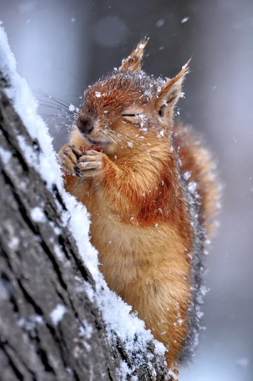 Foto Winter, Ervin Kobaki