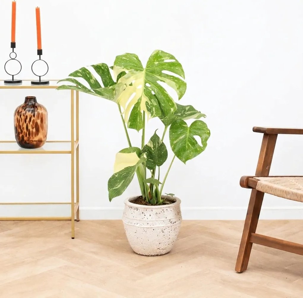 Monstera Thai Constellation - 60cm