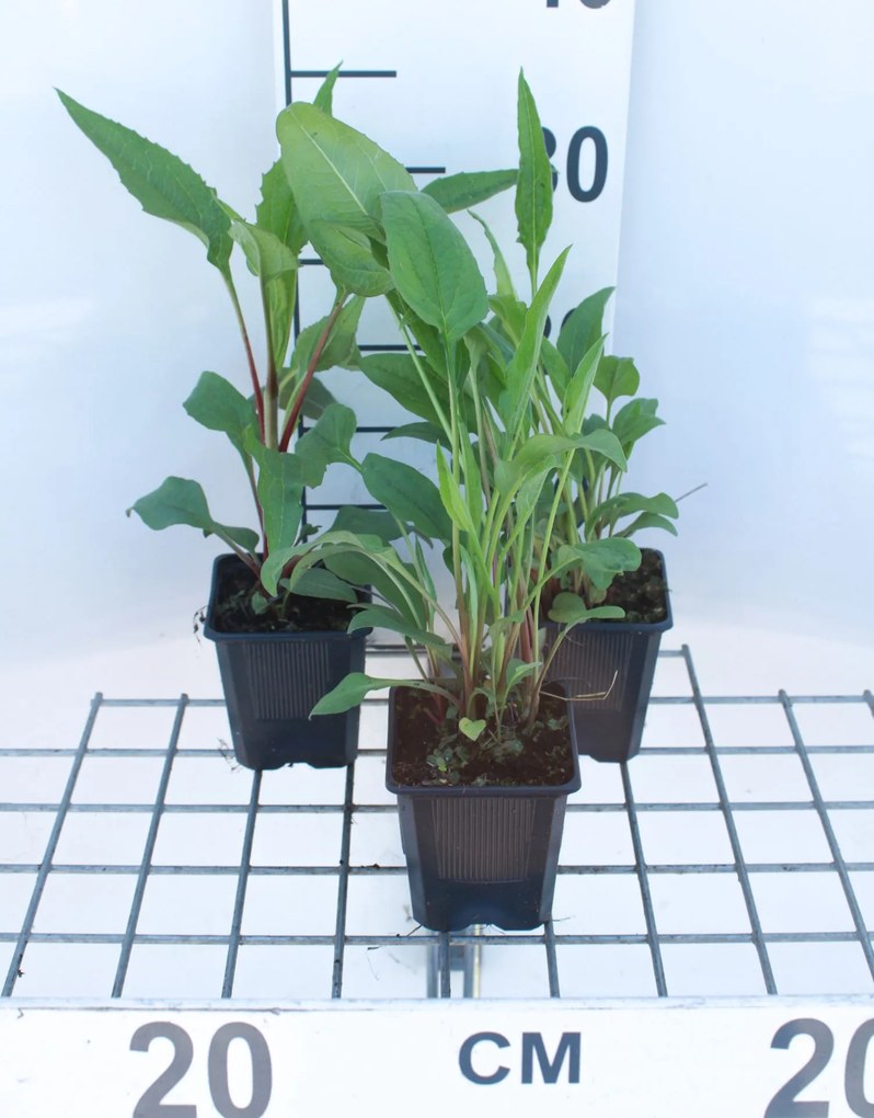 Echinacea purpurea 'Magnus' - pot 9x9 cm -