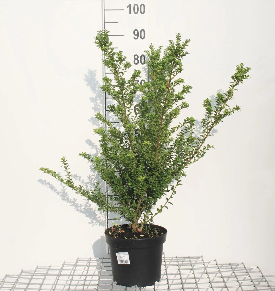 Ilex x meserveae 'Hecken Star' - pot - 40-60 cm
