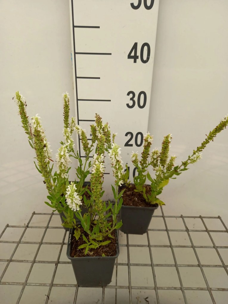 Salvia nemorosa 'Flor Sal White' (Sensation White) - pot 9x9 cm