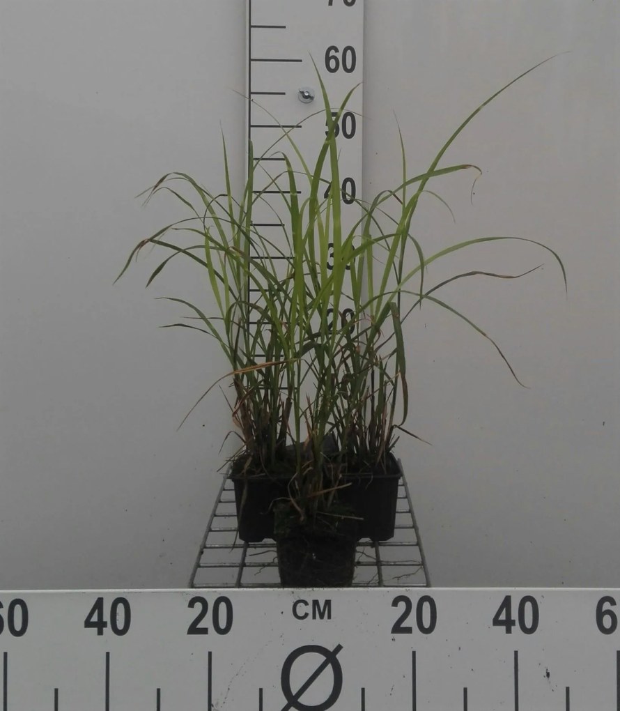 Miscanthus sinensis 'Strictus' - pot 9x9 cm