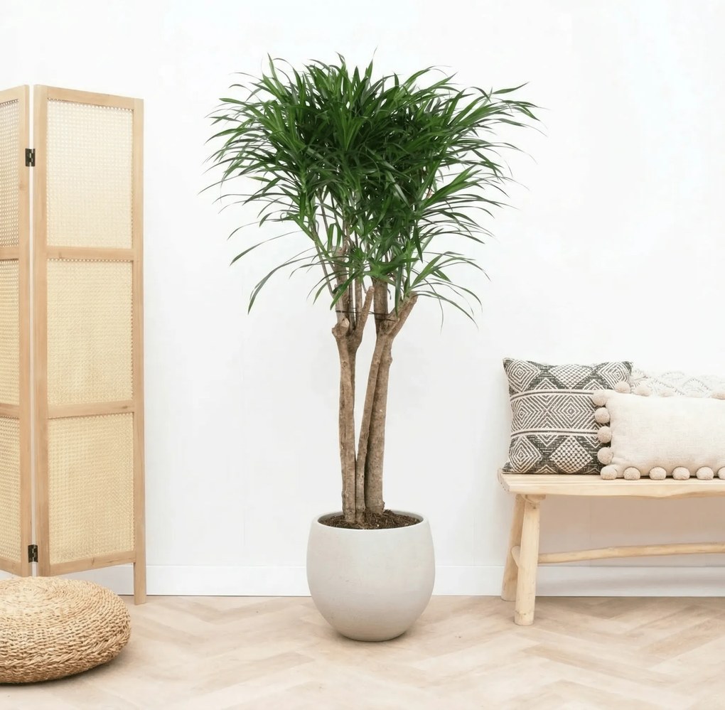 Dracaena Anita Variegata multi stam - 130cm